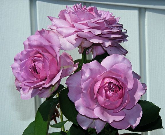 Love Song photo ls2013_09110002_zps77aed9ea.jpg